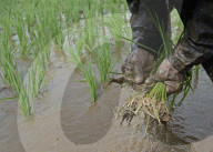 Monsoon Fuels Rice Cultivation In Rural Maharashtra