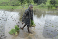 Monsoon Fuels Rice Cultivation In Rural Maharashtra