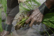 Monsoon Fuels Rice Cultivation In Rural Maharashtra