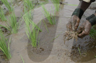 Monsoon Fuels Rice Cultivation In Rural Maharashtra