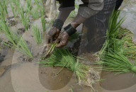 Monsoon Fuels Rice Cultivation In Rural Maharashtra