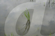 Monsoon Fuels Rice Cultivation In Rural Maharashtra