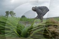 Monsoon Fuels Rice Cultivation In Rural Maharashtra