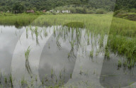 Monsoon Fuels Rice Cultivation In Rural Maharashtra