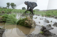 Monsoon Fuels Rice Cultivation In Rural Maharashtra