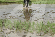 Monsoon Fuels Rice Cultivation In Rural Maharashtra