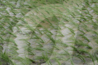Monsoon Fuels Rice Cultivation In Rural Maharashtra