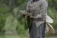 Monsoon Fuels Rice Cultivation In Rural Maharashtra