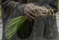 Monsoon Fuels Rice Cultivation In Rural Maharashtra