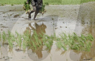 Monsoon Fuels Rice Cultivation In Rural Maharashtra