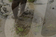 Monsoon Fuels Rice Cultivation In Rural Maharashtra