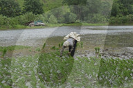 Monsoon Fuels Rice Cultivation In Rural Maharashtra