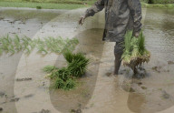 Monsoon Fuels Rice Cultivation In Rural Maharashtra