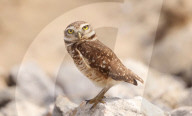 Burrowing Owl Makes Rare Appearance On Ipanema Beach