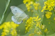 White Butterfly On Yellow Wildflowers