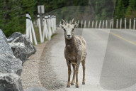 Daily Life Between Banff And Cochrane
