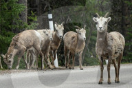 Daily Life Between Banff And Cochrane