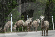 Daily Life Between Banff And Cochrane