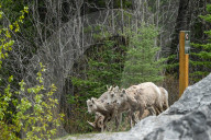 Daily Life Between Banff And Cochrane