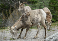 Daily Life Between Banff And Cochrane