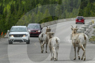 Daily Life Between Banff And Cochrane