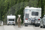 Daily Life Between Banff And Cochrane