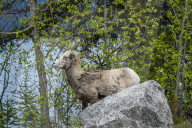 Daily Life Between Banff And Cochrane