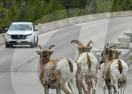 Daily Life Between Banff And Cochrane
