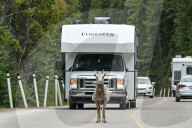 Daily Life Between Banff And Cochrane
