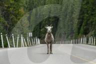 Daily Life Between Banff And Cochrane