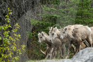 Daily Life Between Banff And Cochrane