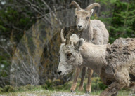 Daily Life Between Banff And Cochrane