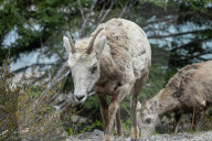 Daily Life Between Banff And Cochrane