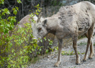 Daily Life Between Banff And Cochrane