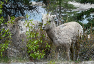 Daily Life Between Banff And Cochrane