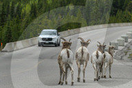 Daily Life Between Banff And Cochrane