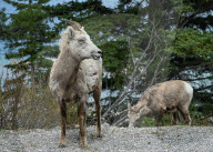 Daily Life Between Banff And Cochrane