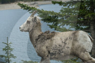 Daily Life Between Banff And Cochrane