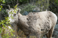 Daily Life Between Banff And Cochrane
