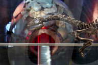 Erfolgreiche Puzzle-Arbeit: Paläontologen präsentieren im Londoner Natural History Museum die bisher unbekannte Dinosaurierart Enigmacursor mollyborthwickae