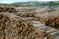 Lumber Production And Wood Processing In Cochrane