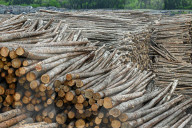 Lumber Production And Wood Processing In Cochrane