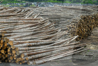 Lumber Production And Wood Processing In Cochrane