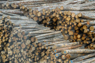 Lumber Production And Wood Processing In Cochrane