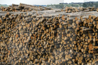 Lumber Production And Wood Processing In Cochrane