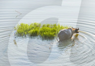 Cattles Take Bath To Cool Down in Suqian