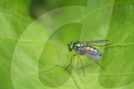Long-legged Fly