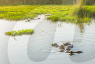 Cattles Take Bath To Cool Down in Suqian