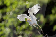 Birds And Wildlife Of Florida Wetlands