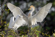 Birds And Wildlife Of Florida Wetlands